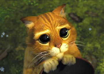 ptit chaton